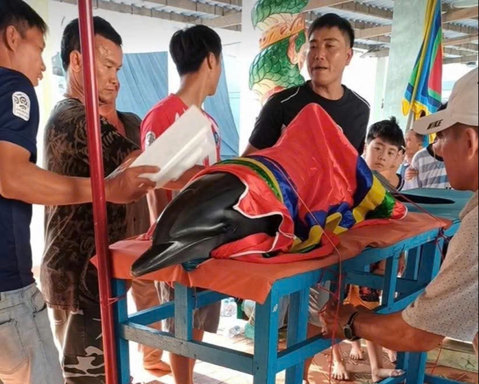 Cá heo dạt vào bờ biển Sông Cầu: Người dân chờ lễ chôn cất theo phong tục - Ảnh 1. Cá heo dạt vào bờ biển Sông Cầu: Người dân chờ lễ chôn cất theo phong tục - Ảnh 1.