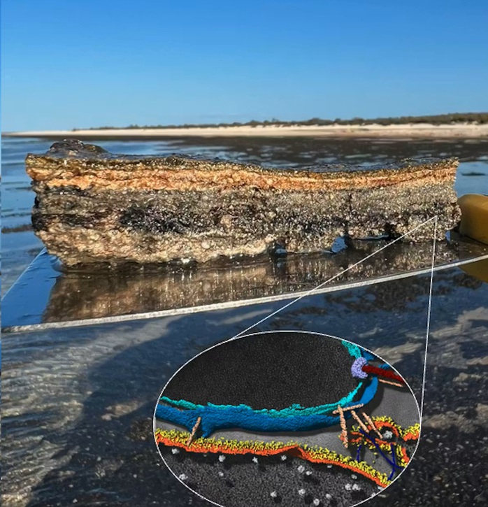 "Tổ tiên vĩ đại” của chúng ta được hé lộ ở vịnh Cá Mập - Ảnh 1.