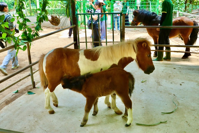 Ngựa l&ugrave;n Cacao khỏe mạnh sau 1 th&aacute;ng tuổi tại Thảo Cầm Vi&ecirc;n - Ảnh 3.