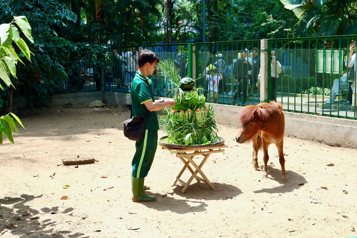 Ngựa l&ugrave;n Cacao khỏe mạnh sau 1 th&aacute;ng tuổi tại Thảo Cầm Vi&ecirc;n - Ảnh 2.