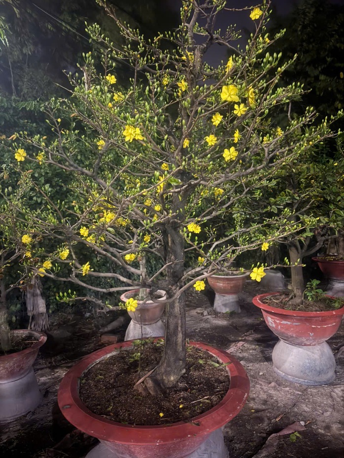 Từ vụ tạm giữ 42 gốc mai ở Côn Đảo: Nhà vườn băn khoăn quy định chứng minh nguồn gốc - Ảnh 2. Từ vụ tạm giữ 42 gốc mai ở Côn Đảo: Nhà vườn băn khoăn quy định chứng minh nguồn gốc - Ảnh 2.