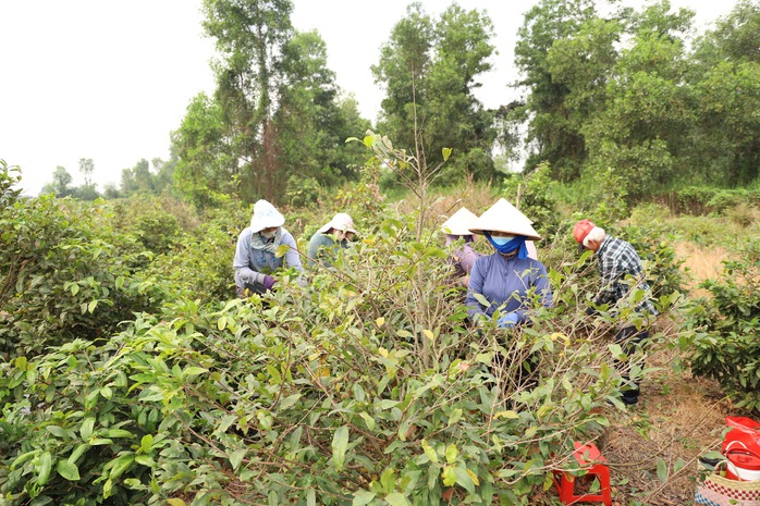 TPHCM đẩy mạnh đào tạo nghề nông nghiệp, mục tiêu 1.680 lao động năm 2026 - Ảnh 1.