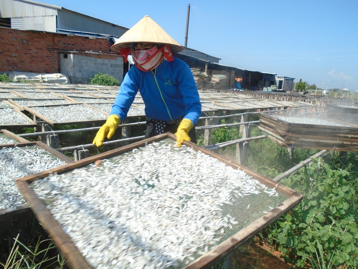 Biển Mũi N&eacute; rộn r&agrave;ng m&ugrave;a c&aacute; cơm  - Ảnh 7.