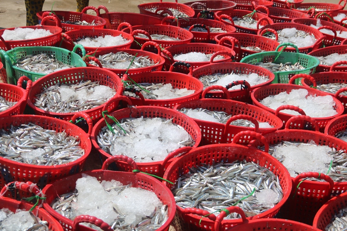 Biển Mũi N&eacute; rộn r&agrave;ng m&ugrave;a c&aacute; cơm  - Ảnh 6.