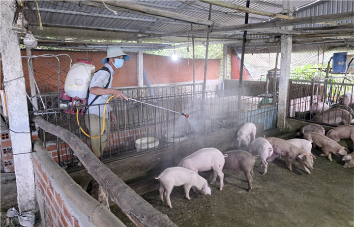 Cần Thơ siết chặt kiểm so&aacute;t dịch tả heo ch&acirc;u Phi tại 4 x&atilde; , phường năm 2026 - Ảnh 1.