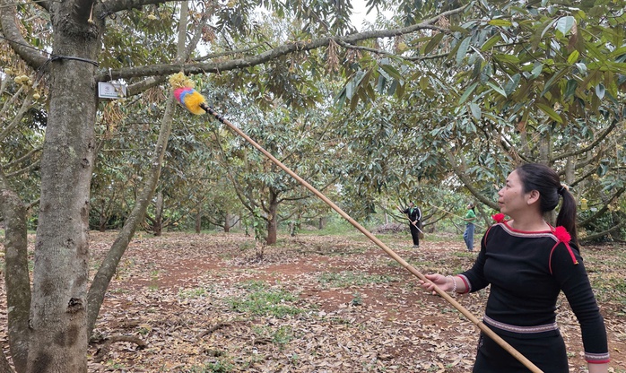CLIP: Xem hoa hậu, nam vương thụ phấn cho "lo&agrave;i c&acirc;y tỉ đ&ocirc;" - Ảnh 4.