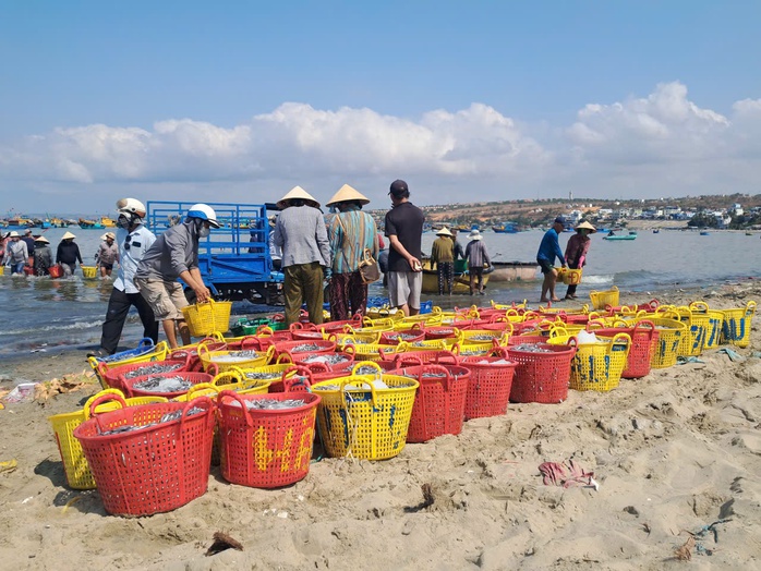 Biển Mũi N&eacute; rộn r&agrave;ng m&ugrave;a c&aacute; cơm  - Ảnh 1.