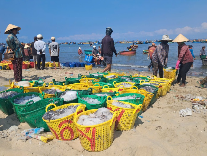 Biển Mũi N&eacute; rộn r&agrave;ng m&ugrave;a c&aacute; cơm  - Ảnh 2.