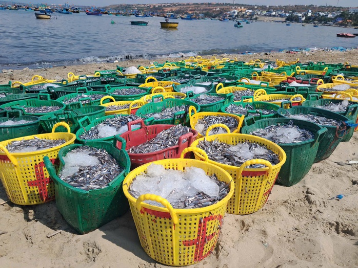 Biển Mũi N&eacute; rộn r&agrave;ng m&ugrave;a c&aacute; cơm  - Ảnh 3.