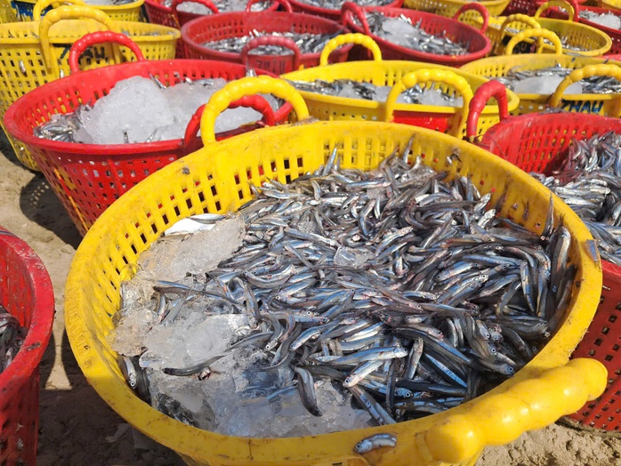 Biển Mũi N&eacute; rộn r&agrave;ng m&ugrave;a c&aacute; cơm  - Ảnh 4.