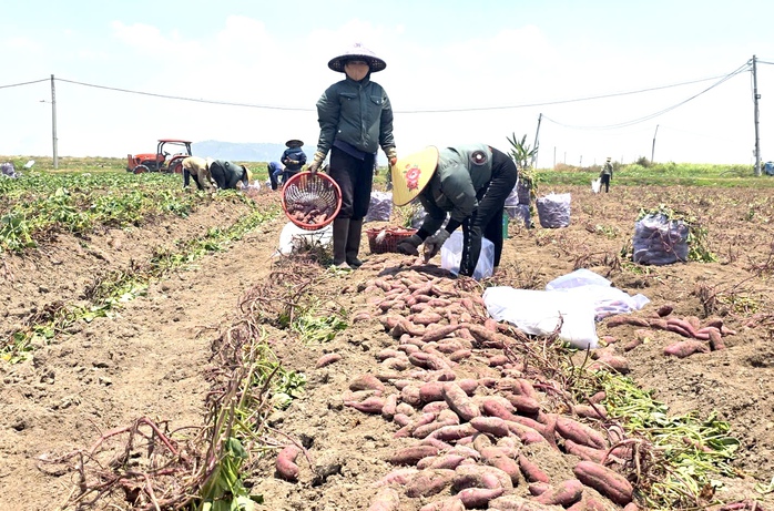 Gi&aacute; khoai lang giảm s&acirc;u tại gia Lai năm 2026: N&ocirc;ng d&acirc;n chịu thiệt hại nặng nề - Ảnh 3.