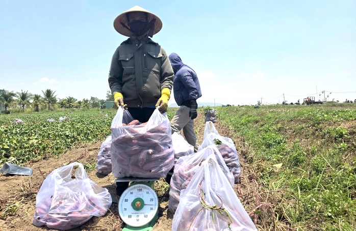 Gi&aacute; khoai lang giảm s&acirc;u tại gia Lai năm 2026: N&ocirc;ng d&acirc;n chịu thiệt hại nặng nề - Ảnh 1.