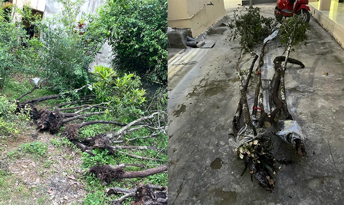 Kiểm l&acirc;m Thanh H&oacute;a xử l&yacute; c&acirc;y muội hồng thu giữ như thế n&agrave;o - Ảnh 2.