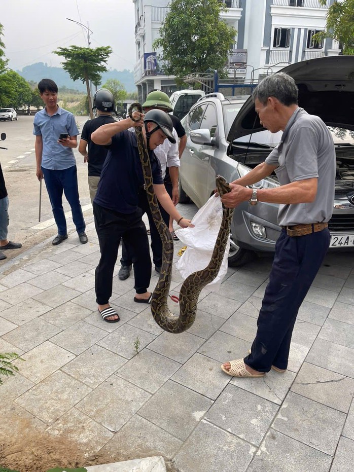 VIDEO: Bất ngờ ph&aacute;t hiện con trăn lớn ẩn nấp trong nắp ca-p&ocirc; xe &ocirc; t&ocirc; con - Ảnh 1.