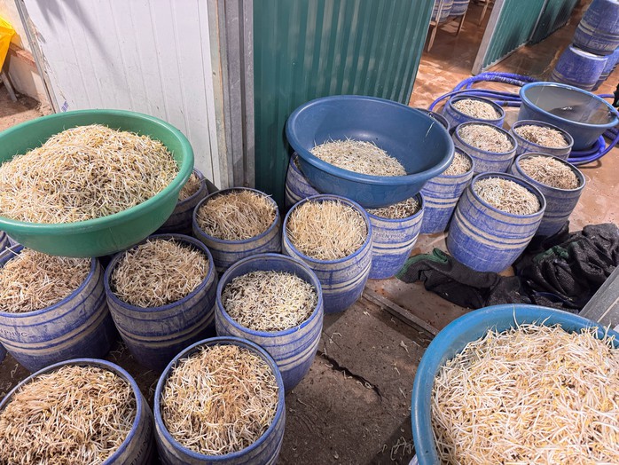 Bắt tạm giam 2 chủ cơ sở sản xuất gi&aacute; đỗ bằng chất cấm tại Quảng Ninh - Ảnh 4.