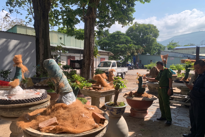 C&acirc;y mai - Ảnh 1.