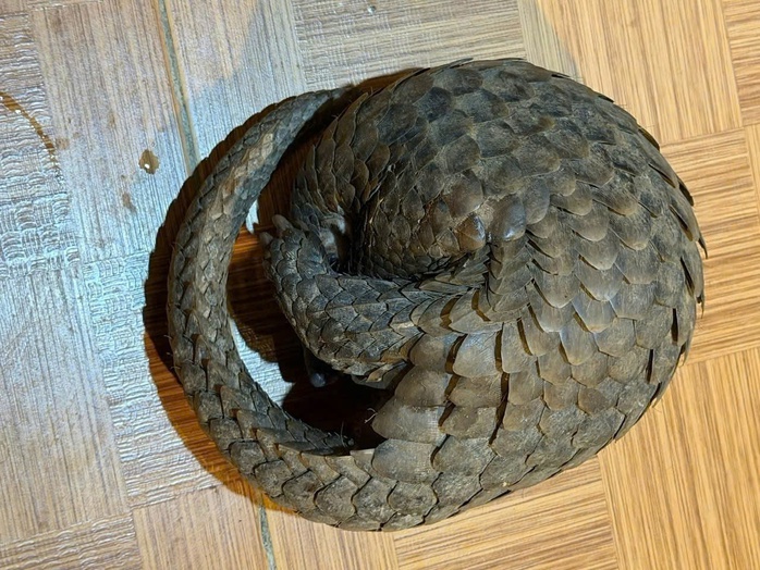 T&ecirc; t&ecirc; b&ograve; v&agrave;o qu&aacute;n ăn ở Đ&agrave; Lạt - Ảnh 1.