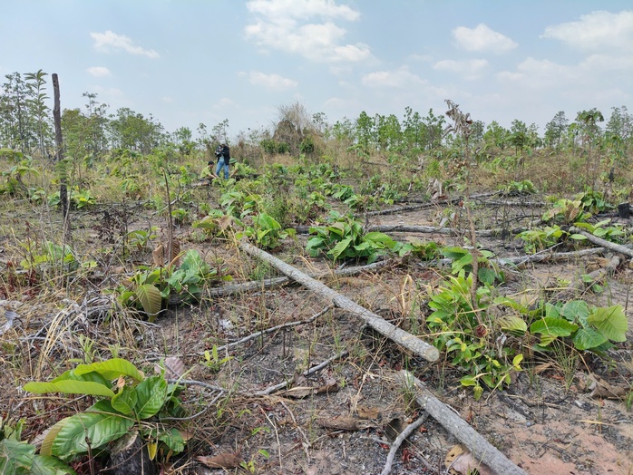 Phản hồi: Khẩn trương điều tra, xử l&yacute; vụ ph&aacute; rừng tại Gia Lai - Ảnh 1.