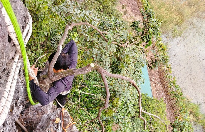 Kiểm l&acirc;m bắt giữ h&agrave;ng trăm c&acirc;y cảnh muội hồng, phạt tiền cả trăm triệu đồng - Ảnh 2.