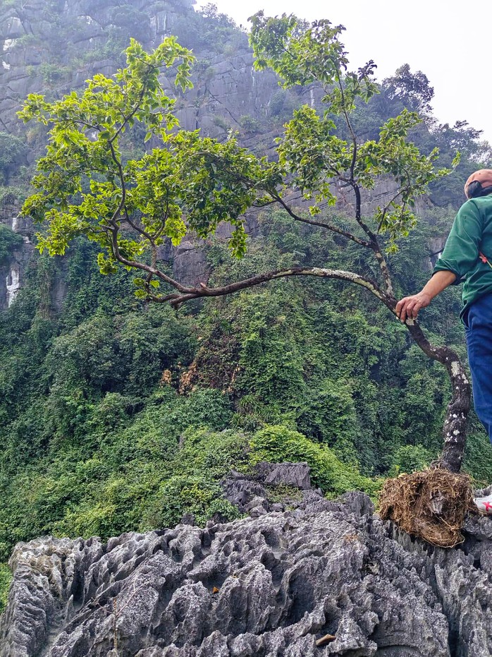 Kiểm l&acirc;m bắt giữ h&agrave;ng trăm c&acirc;y cảnh muội hồng, phạt tiền cả trăm triệu đồng - Ảnh 1.
