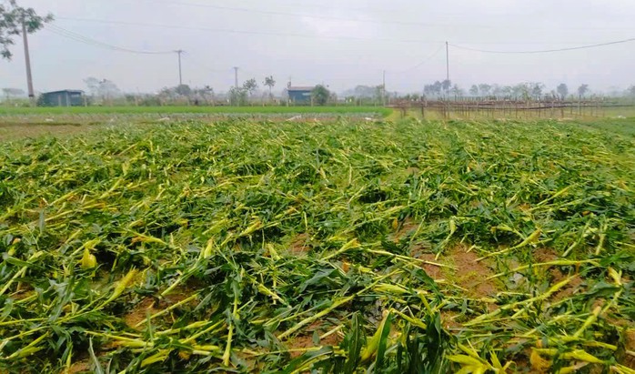 Mưa đ&aacute;, d&ocirc;ng lốc g&acirc;y ảnh hưởng tới 4.000 hộ d&acirc;n 1 x&atilde; ở Thanh H&oacute;a - Ảnh 3.