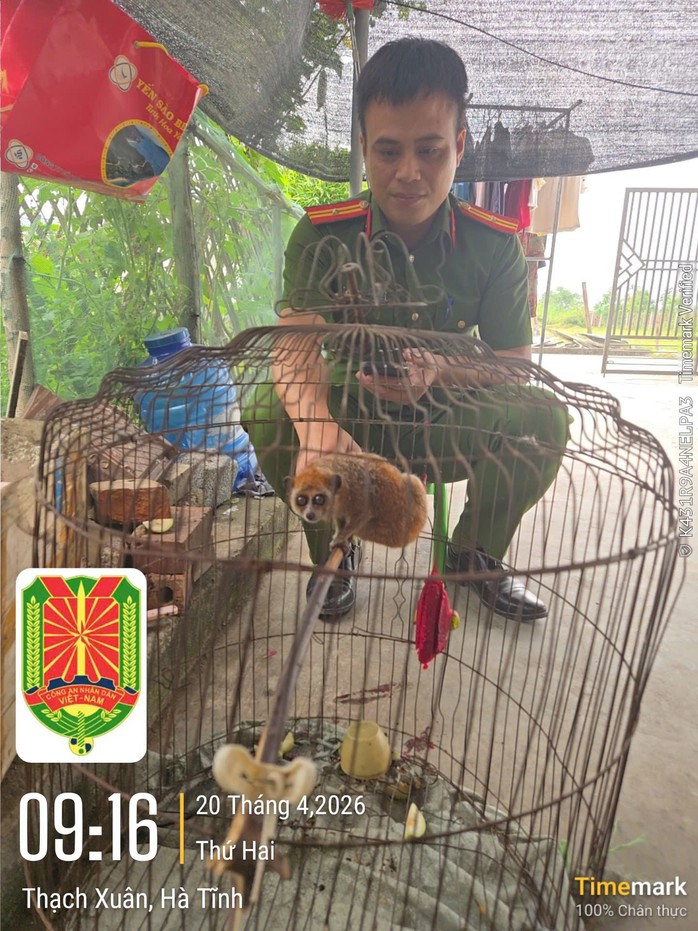 H&agrave; Tĩnh: Người d&acirc;n giao nộp hai c&aacute; thể động vật nguy cấp, qu&yacute; hiếm - Ảnh 2.