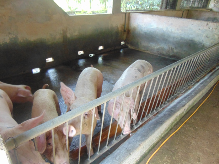 Gi&aacute; heo hơi h&ocirc;m nay, 21-4: C&oacute; bất ngờ - Ảnh 1.