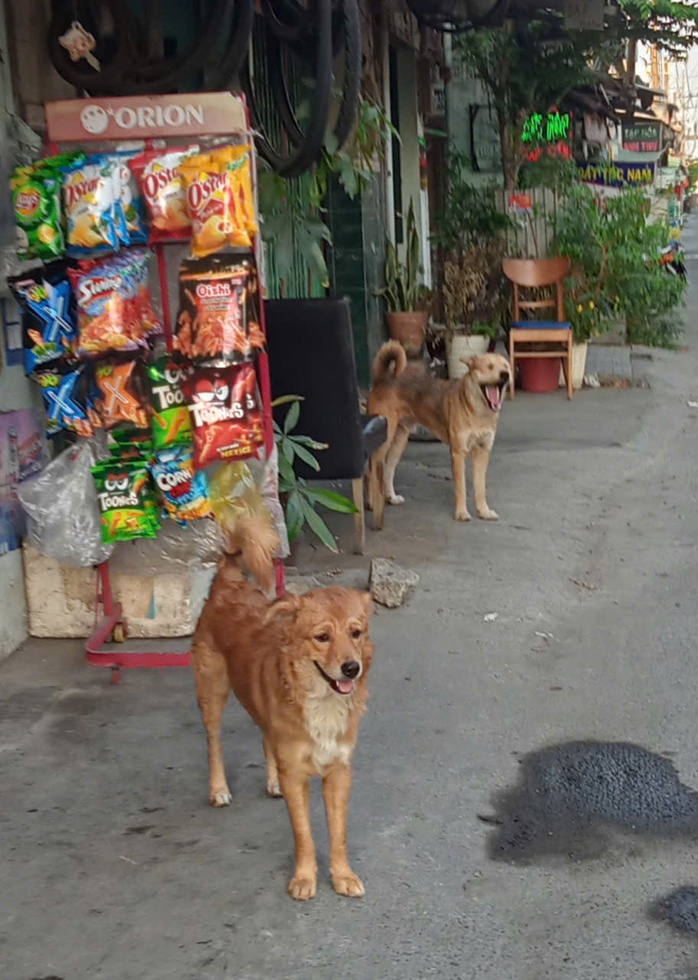 Nỗi lo chó thả rông - Ảnh 4.