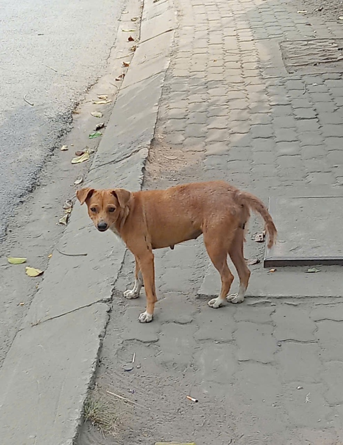 Nỗi lo chó thả rông - Ảnh 1.