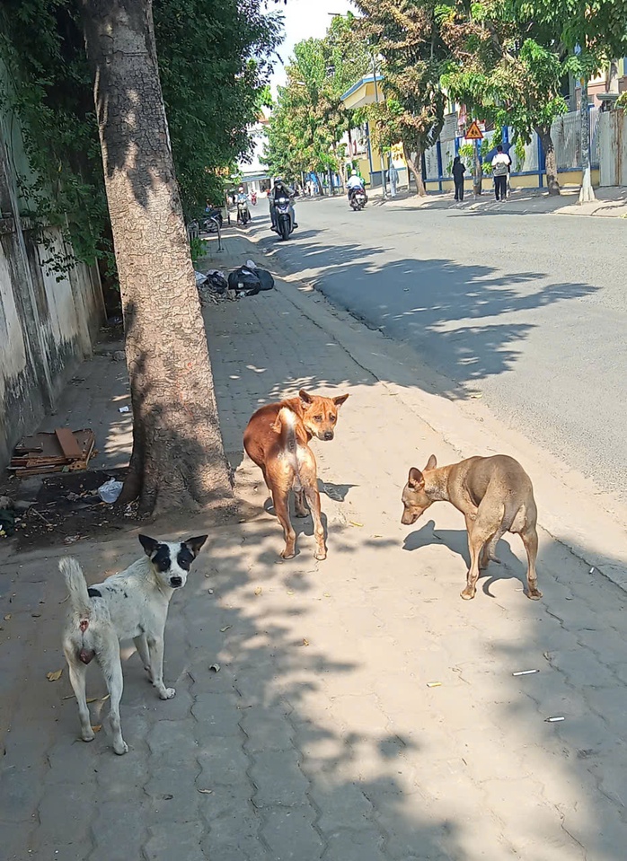Nỗi lo chó thả rông - Ảnh 2.