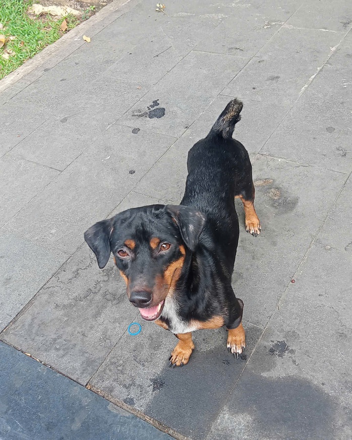 Nỗi lo chó thả rông - Ảnh 3.