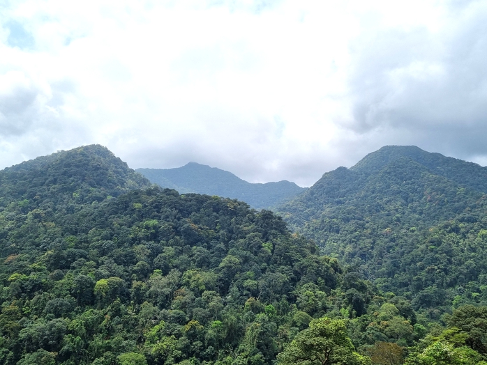 Bất ngờ ph&aacute;t hiện 2 lo&agrave;i thực vật mới ở Động Ch&acirc;u - Khe Nước Trong - Ảnh 1.