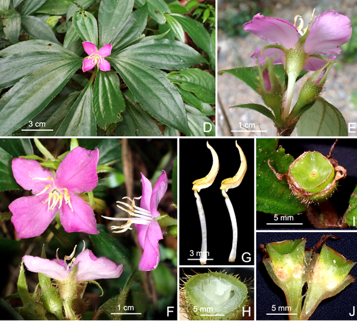 Bất ngờ ph&aacute;t hiện 2 lo&agrave;i thực vật mới ở Động Ch&acirc;u - Khe Nước Trong - Ảnh 2.