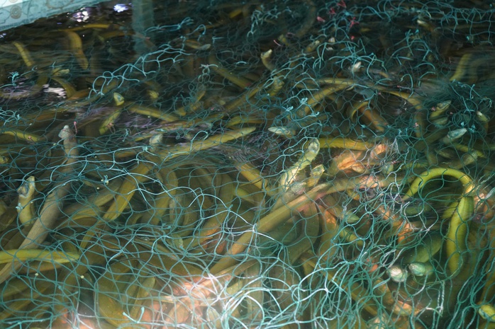 Hơn 100 tấn lươn tại một x&atilde; ở C&agrave; Mau bị "b&iacute;" đầu ra - Ảnh 1.