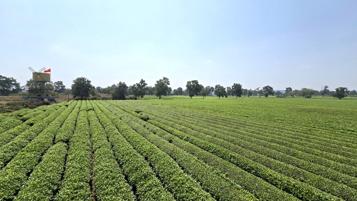 Giữ nguy&ecirc;n 62 ha ch&egrave; tạo cảnh quan Biển Hồ - Ảnh 1.