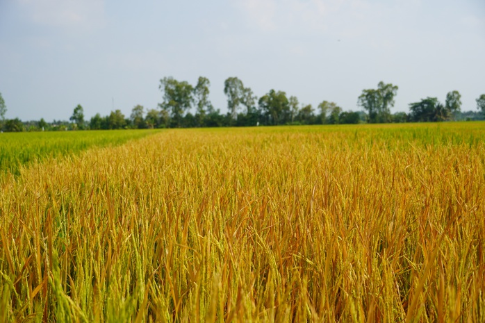 VIDEO: Người phụ nữ ở Đồng Th&aacute;p đau đớn b&ecirc;n ruộng l&uacute;a nghi bị ph&aacute; hoại - Ảnh 3.