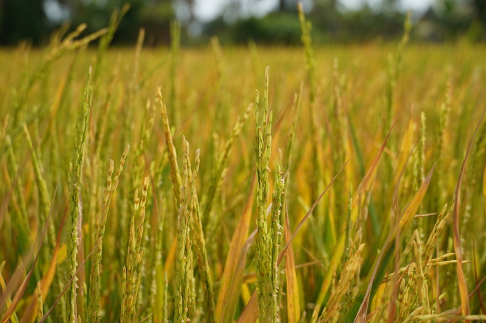 VIDEO: Người phụ nữ ở Đồng Th&aacute;p đau đớn b&ecirc;n ruộng l&uacute;a nghi bị ph&aacute; hoại - Ảnh 2.