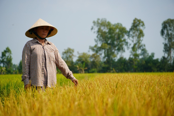 VIDEO: Người phụ nữ ở Đồng Th&aacute;p đau đớn b&ecirc;n ruộng l&uacute;a nghi bị ph&aacute; hoại - Ảnh 5.