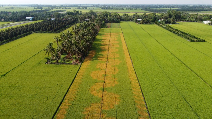 VIDEO: Người phụ nữ ở Đồng Th&aacute;p đau đớn b&ecirc;n ruộng l&uacute;a nghi bị ph&aacute; hoại - Ảnh 1.