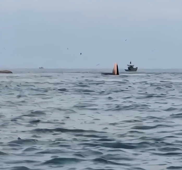 C&aacute; voi tiếp tục xuất hiện, h&aacute; miệng săn mồi tr&ecirc;n biển Mũi N&eacute; - Ảnh 1.