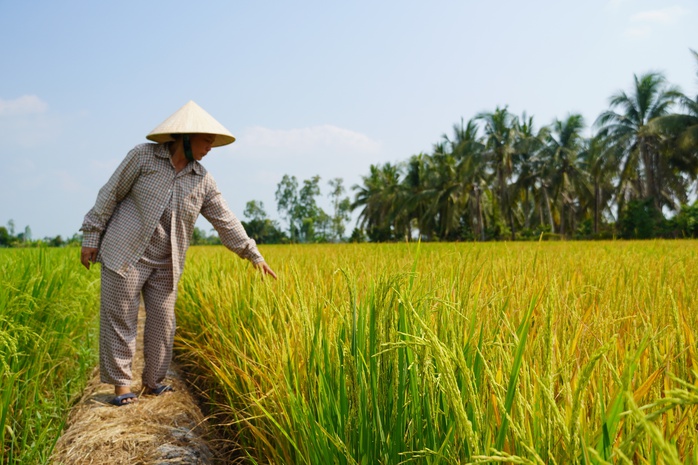 C&ocirc;ng an v&agrave;o cuộc vụ ruộng l&uacute;a ở Đồng Th&aacute;p nghi bị ph&aacute; hoại 2 lần - Ảnh 1.