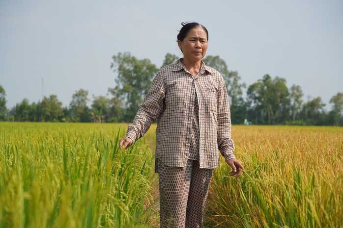 C&ocirc;ng an v&agrave;o cuộc vụ ruộng l&uacute;a ở Đồng Th&aacute;p nghi bị ph&aacute; hoại 2 lần - Ảnh 5.