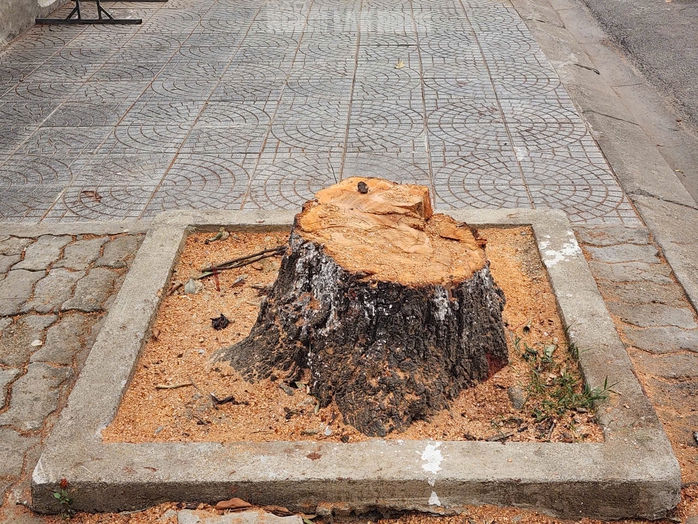 L&yacute; do chặt c&acirc;y Huế 2026 g&acirc;y bất ngờ cho người d&acirc;n khu vực L&ecirc; Duẩn - Ảnh 10.