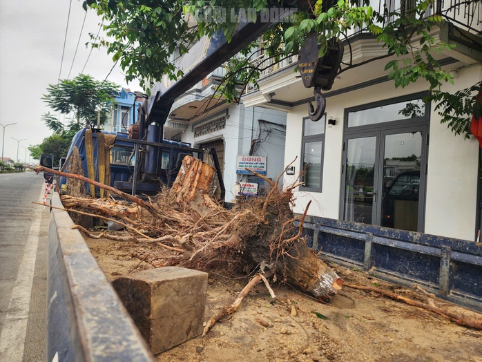 L&yacute; do chặt c&acirc;y Huế 2026 g&acirc;y bất ngờ cho người d&acirc;n khu vực L&ecirc; Duẩn - Ảnh 8.