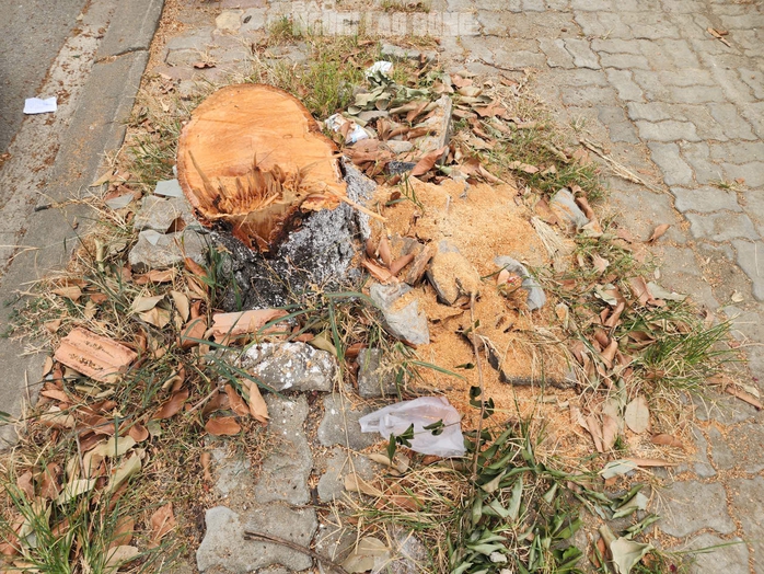 L&yacute; do chặt c&acirc;y Huế 2026 g&acirc;y bất ngờ cho người d&acirc;n khu vực L&ecirc; Duẩn - Ảnh 1.