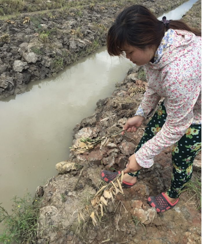 Nhức nh&oacute;i nạn ph&aacute; hoại n&ocirc;ng, thủy sản của người d&acirc;n - Ảnh 3.