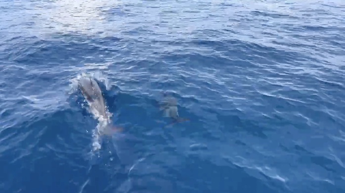 Đ&agrave;n c&aacute; heo khoảng 100 con bất ngờ xuất hiện tr&ecirc;n v&ugrave;ng biển Quy Nhơn - Ảnh 3.