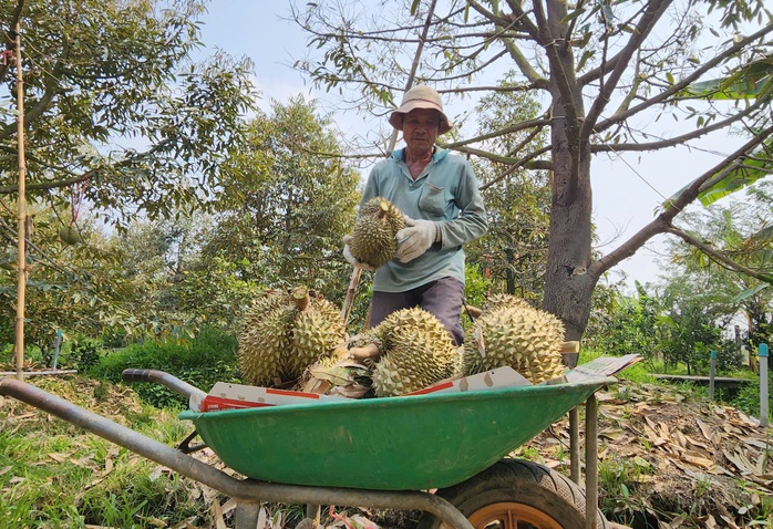 Sầu ri&ecirc;ng lại rớt gi&aacute; - Ảnh 1.