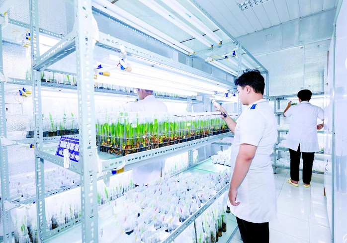 Đại học Tr&agrave; Vinh: Ph&aacute;t triển kỹ thuật nu&ocirc;i cấy m&ocirc;, mở lối cho ng&agrave;nh dừa - Ảnh 1.