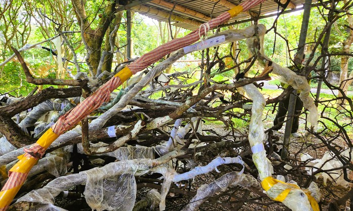 Lắp camera bảo vệ c&acirc;y muội hồng tang vật - Ảnh 3.